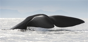 Whale Safari by Marten Bril